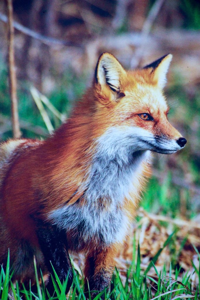 renard rusé