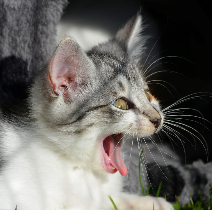Exemple de cat.jpg