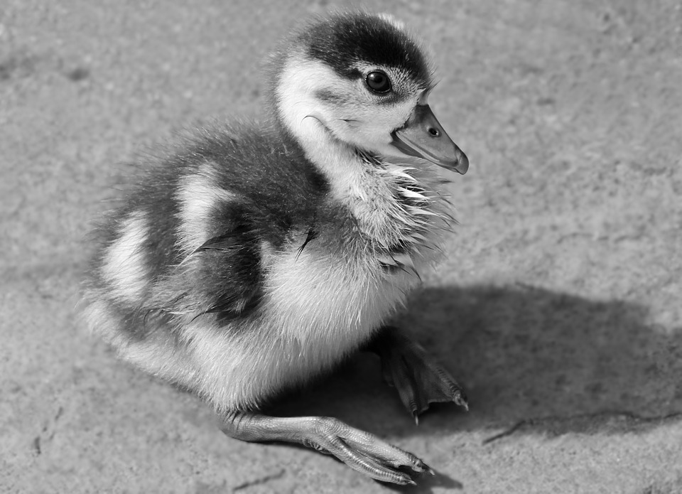 lonely duck
