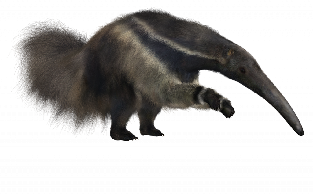 ant-eater