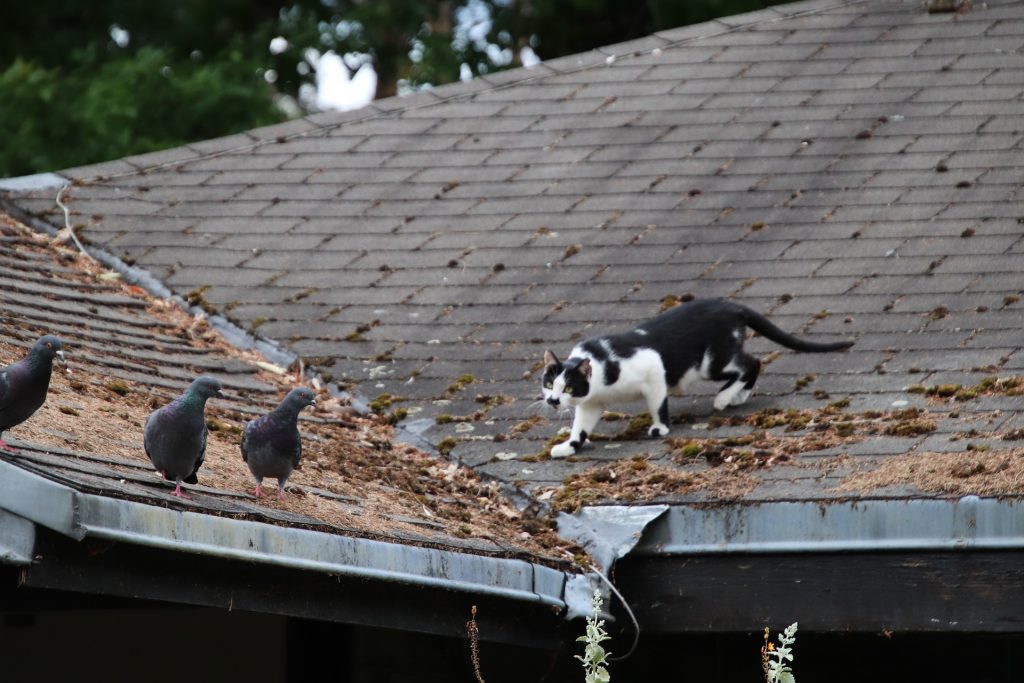 cat chasing pigeons