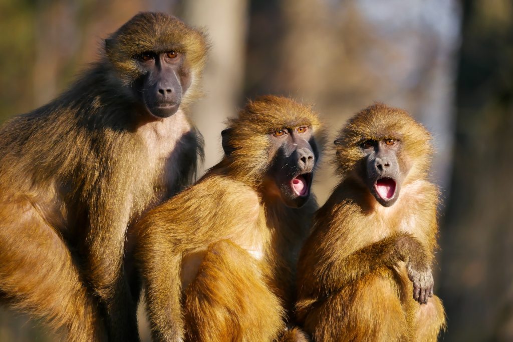 shocked apes