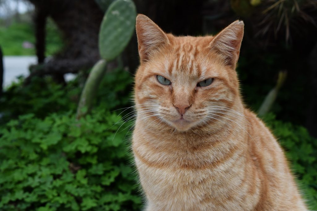 chat roux