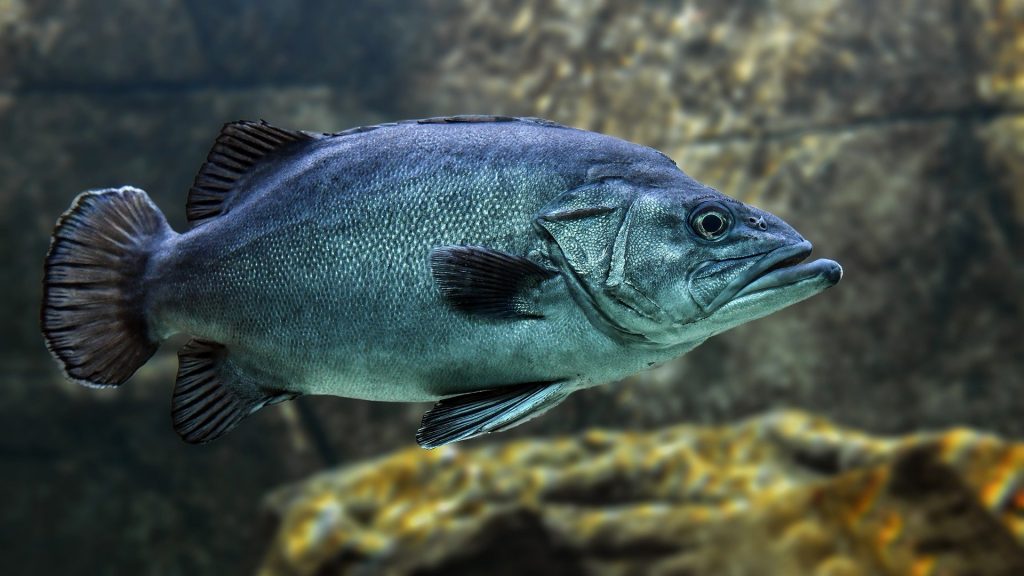 poisson