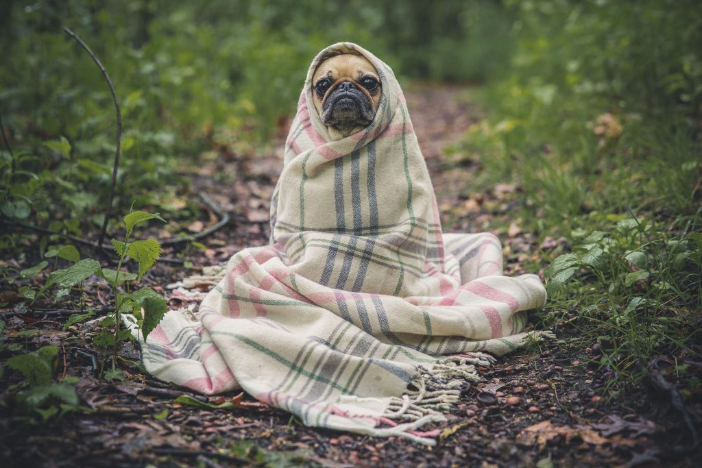 pug